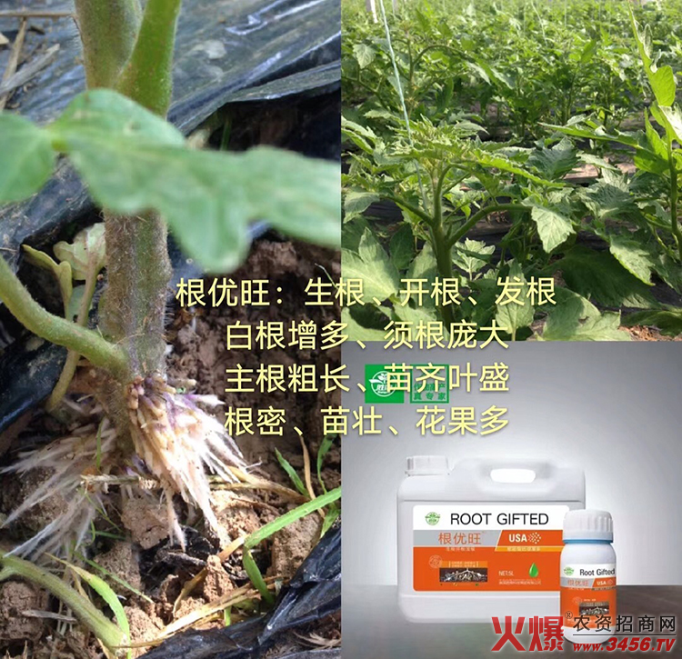 西安勝牌生物科技有限公司 西安勝牌生物科技有限公司