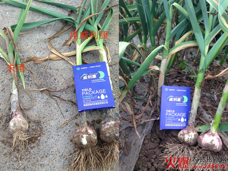 西安勝牌生物科技有限公司 西安勝牌生物科技有限公司