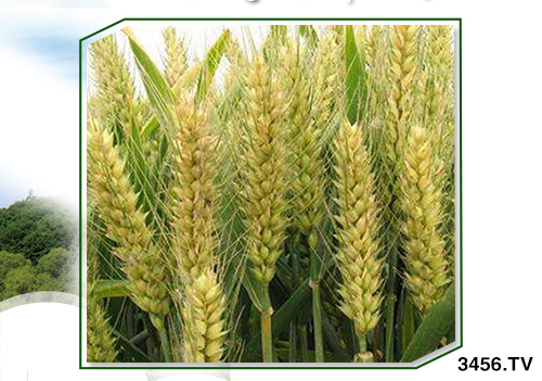 小麥?zhǔn)裁磿r(shí)候冬灌?必須準(zhǔn)確判斷!該灌不灌,必有后患! 小麥?zhǔn)裁磿r(shí)候冬灌?必須準(zhǔn)確判斷!該灌不灌,必有后患!