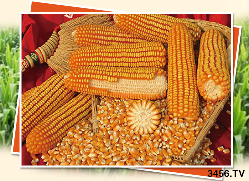 ����ُ�N�����R�����N����ʲô]��������һ�ӵ��x�N������