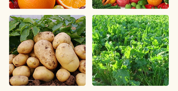 根腐康-五道豐 根腐康-五道豐