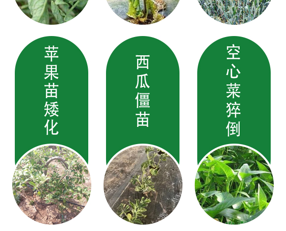 25ml綠葉先鋒-田園季豐-大豐肥業(yè) 25ml綠葉先鋒-田園季豐-大豐肥業(yè)