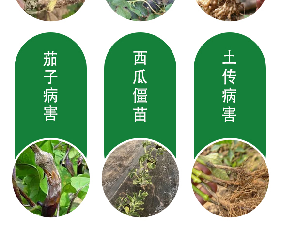 保花膨果肥-田園季豐-大豐肥業(yè)