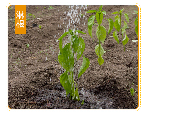 灞變笢椴查箯鐢熸€佺鎶€鏈夐檺鍏徃浜у搧璇︽儏欏?_07.jpg 灞變笢椴查箯鐢熸€佺鎶€鏈夐檺鍏徃浜у搧璇︽儏欏?_07.jpg