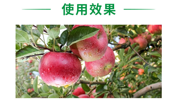 吡蟲啉-順堯農(nóng)業(yè) 吡蟲啉-順堯農(nóng)業(yè)