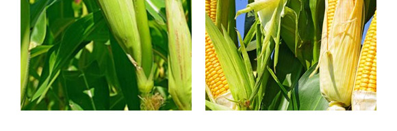 佳華909-玉米種子-天成種業(yè) 佳華909-玉米種子-天成種業(yè)