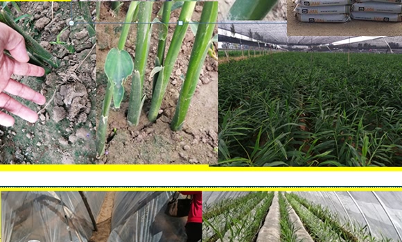 ������(f��)�Ϸ�16-8-21-���ǻ��r(n��ng)