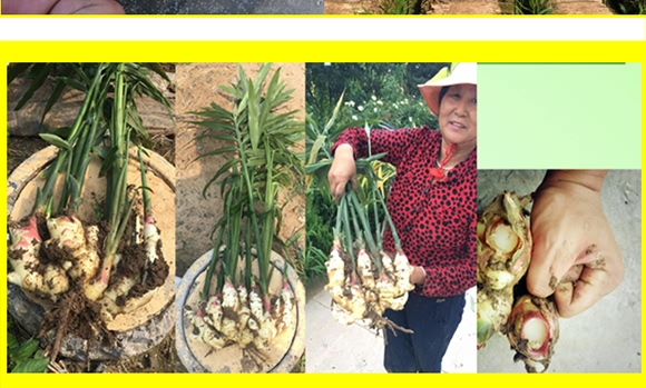 ������(f��)�Ϸ�16-8-21-���ǻ��r(n��ng)