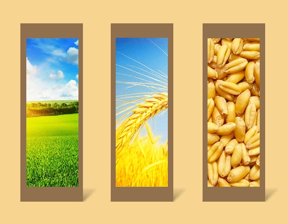 肉骨蛋白營養(yǎng)液-牛大粒-瑞奧森 肉骨蛋白營養(yǎng)液-牛大粒-瑞奧森