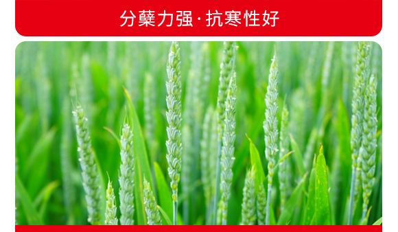 禾豐3號(hào)-小麥種子-商都種業(yè)