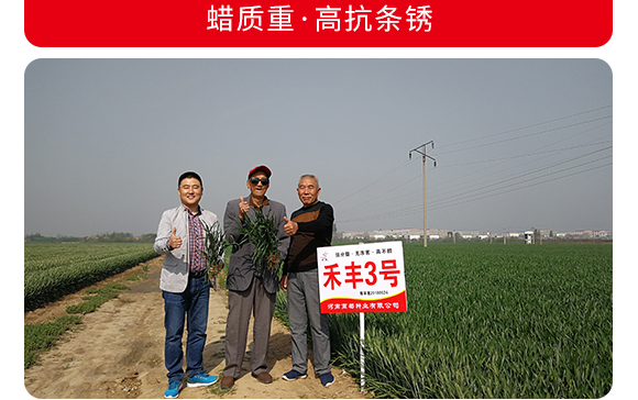 禾豐3號(hào)-小麥種子-商都種業(yè)