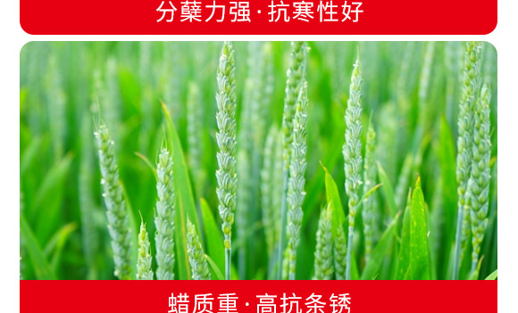 偃科048-小麥種-商都種業(yè) 偃科048-小麥種-商都種業(yè)