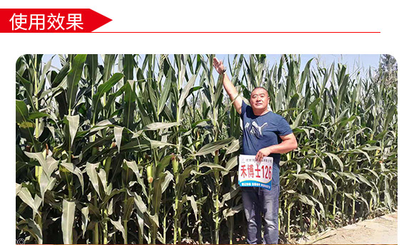 禾博士126-玉米種子-商都種業(yè) 禾博士126-玉米種子-商都種業(yè)