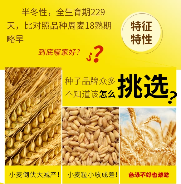 濮麥6311-小麥種子-邦邦種業(yè) 濮麥6311-小麥種子-邦邦種業(yè)