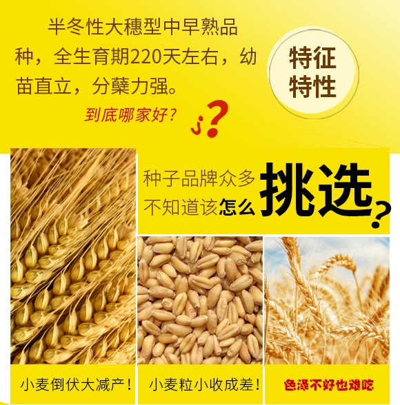 鄭品麥27號-小麥種子-邦邦種業(yè) 鄭品麥27號-小麥種子-邦邦種業(yè)