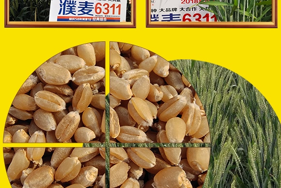 鄭品麥27號-小麥種子-邦邦種業(yè) 鄭品麥27號-小麥種子-邦邦種業(yè)