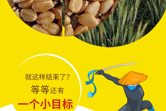 鄭品麥27號-小麥種子-邦邦種業(yè) 鄭品麥27號-小麥種子-邦邦種業(yè)