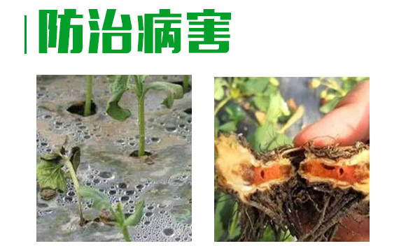 3%甲霜·噁霉靈水劑-護(hù)將-長(zhǎng)雙農(nóng)藥