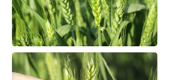 ����1̖-�����F��-����N�I(y��)