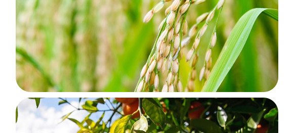 ��(f��)��΢�������-������2�|/�ˣ�-�F�컯