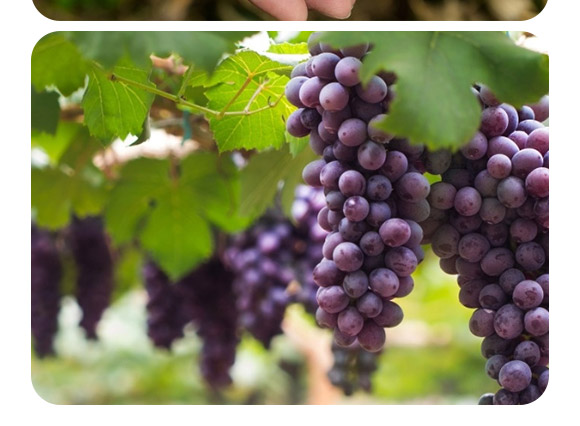 ��(f��)��΢�������-������2�|/�ˣ�-�F�컯