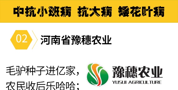 金毛驢匯豐1518-玉米種子-豫穗農(nóng)業(yè) 金毛驢匯豐1518-玉米種子-豫穗農(nóng)業(yè)