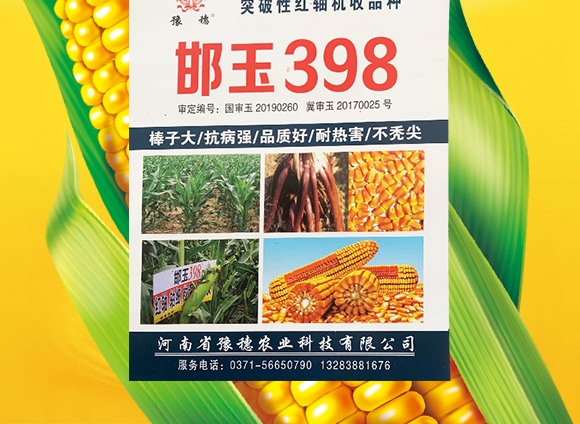 邯玉398-玉米種子-豫穗農(nóng)業(yè)