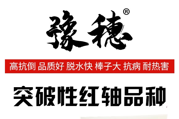 邯玉398-玉米種子-豫穗農(nóng)業(yè)