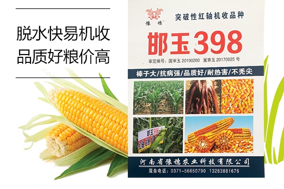 邯玉398-玉米種子-豫穗農(nóng)業(yè)