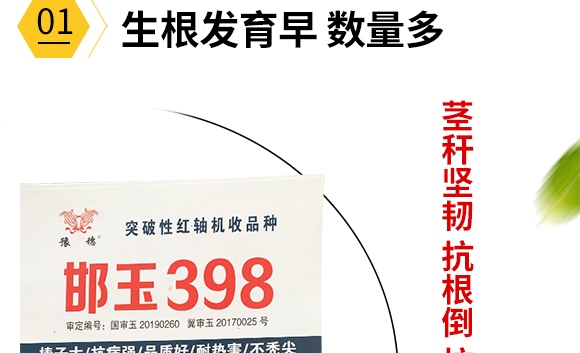 邯玉398-玉米種子-豫穗農(nóng)業(yè)