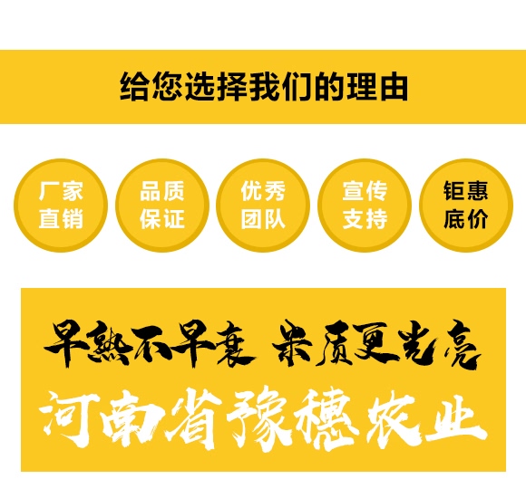 邯玉398-玉米種子-豫穗農(nóng)業(yè)