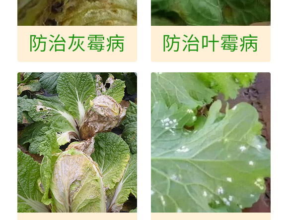 微生物肥-白菜甘藍(lán)病鏟除-瑞豐德 微生物肥-白菜甘藍(lán)病鏟除-瑞豐德