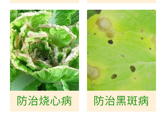 微生物肥-白菜甘藍(lán)病鏟除-瑞豐德 微生物肥-白菜甘藍(lán)病鏟除-瑞豐德
