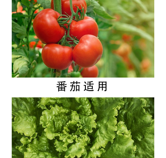 活力素-海法-海法國際