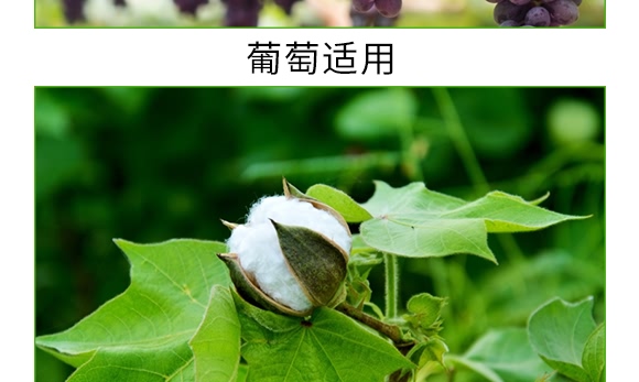 礦源黃腐酸碳酶菌劑-黃立翠-廣宇通 礦源黃腐酸碳酶菌劑-黃立翠-廣宇通