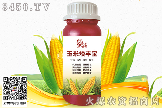 玉米丫子影響產(chǎn)量嗎 玉米丫子到底需不需要掰 玉米丫子影響產(chǎn)量嗎 玉米丫子到底需不需要掰