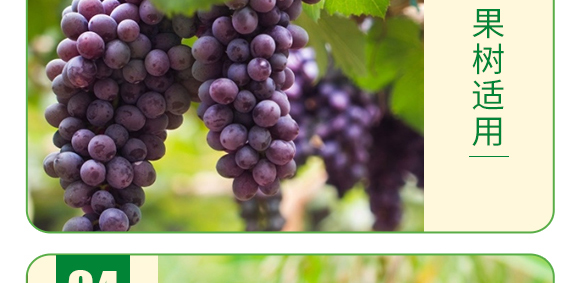 糖醇硼-葉菲微補-德邦葉菲 糖醇硼-葉菲微補-德邦葉菲