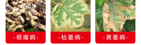 微生物菌劑（專(zhuān)注防治根部病害）-根本根-薩林農(nóng)業(yè)