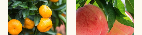 ̼ø�������~(y��)����-��������