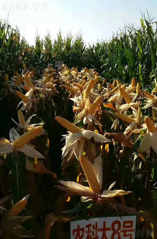 紅軸農(nóng)科大8號玉米種子-敦煌飛天-中亞農(nóng)業(yè) 紅軸農(nóng)科大8號玉米種子-敦煌飛天-中亞農(nóng)業(yè)