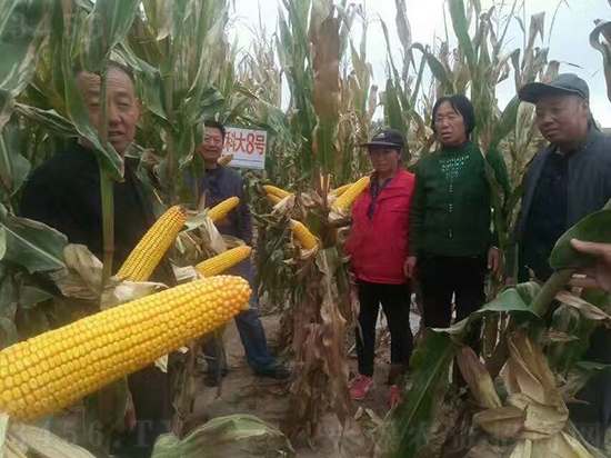 紅軸農(nóng)科大8號玉米種子-敦煌飛天-中亞農(nóng)業(yè) 紅軸農(nóng)科大8號玉米種子-敦煌飛天-中亞農(nóng)業(yè)