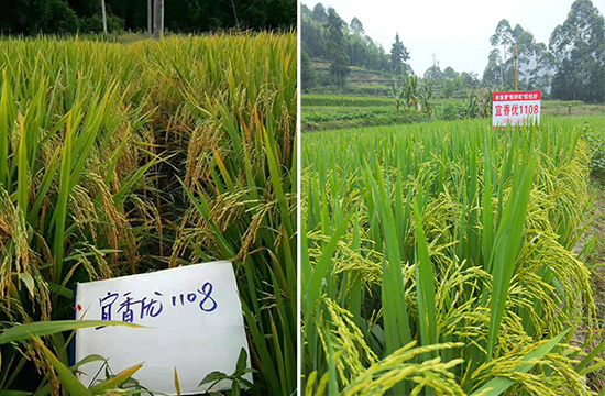 ���マ(y��u)1108-ˮ���s���N-���A�߿�