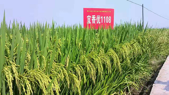 ���マ(y��u)1108-ˮ���s���N-���A�߿�