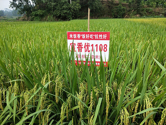 ���マ(y��u)1108-ˮ���s���N-���A�߿�