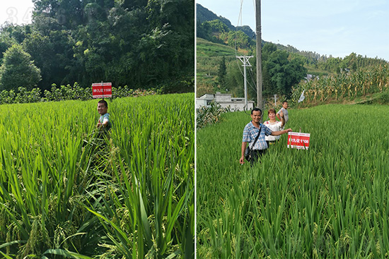 ��Ń�(y��u)1108-ˮ���N��-���A�߿�