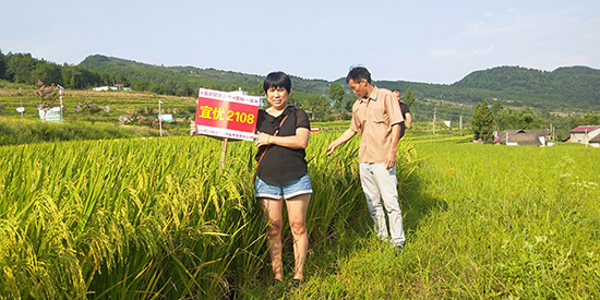 宜優(yōu)2108-水稻種子-福華高科