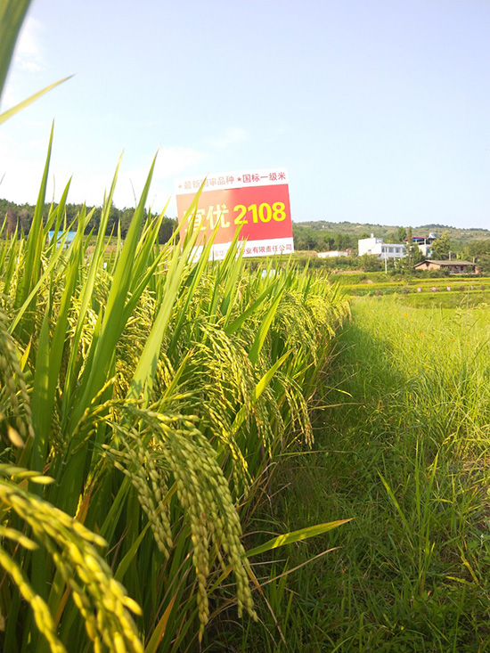 宜優(yōu)2108-水稻種子-福華高科