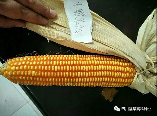 ������918-���׷N��-���A�߿�