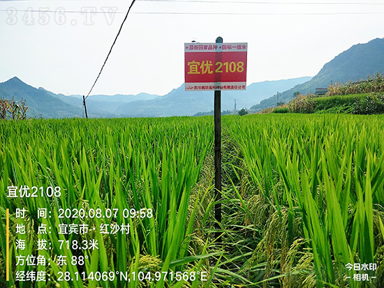 宜優(yōu)2108-水稻種子-福華高科