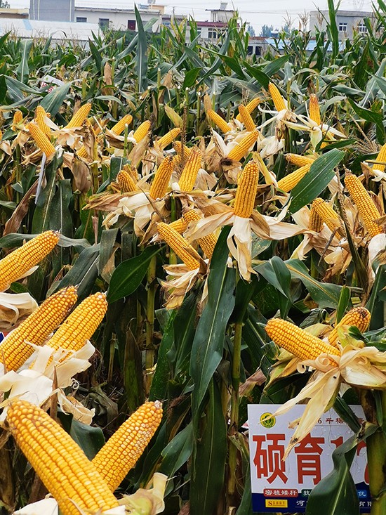 碩玉173【4500?！?玉米種子-商道種業(yè)